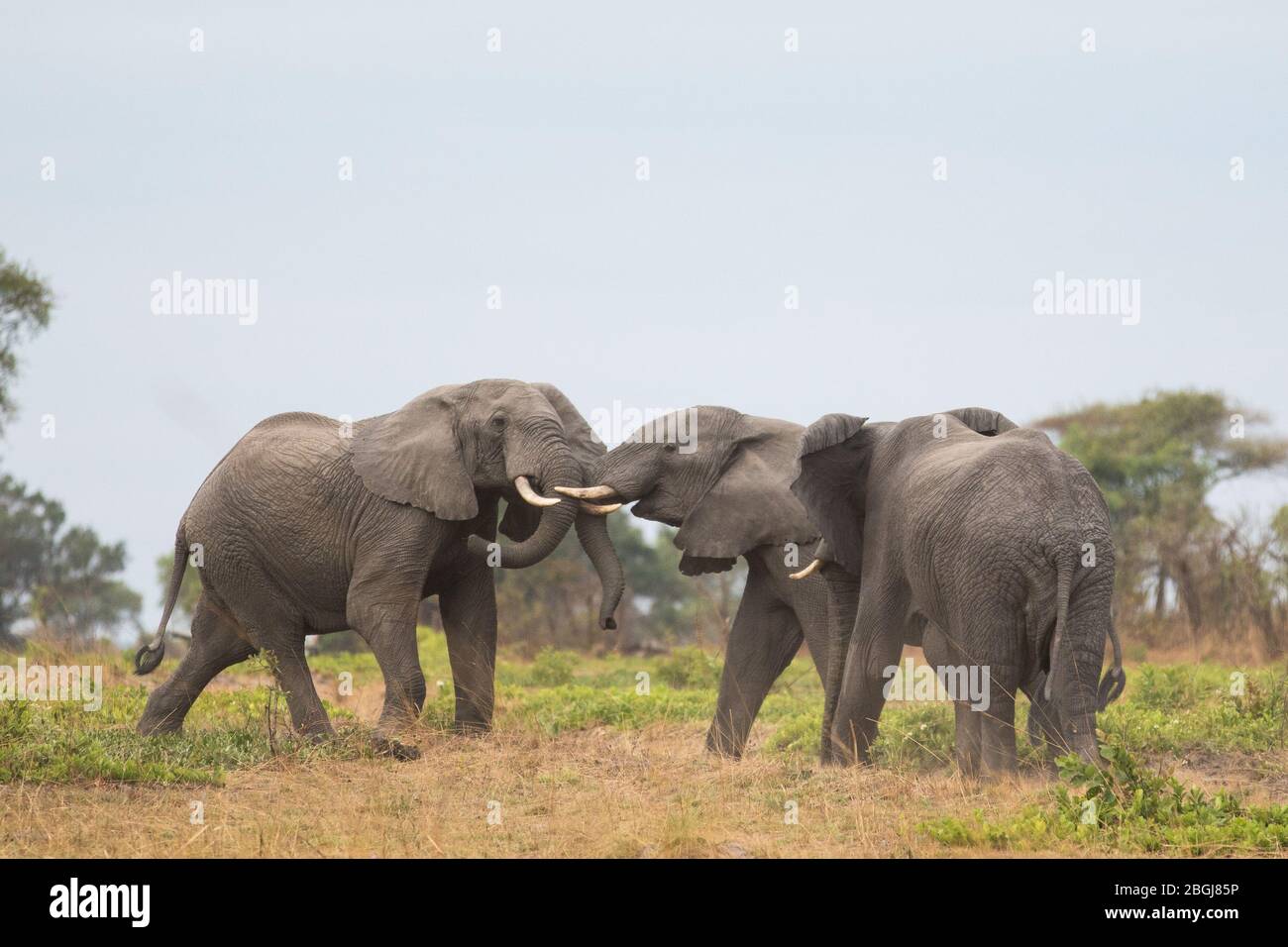 Busanga Plains, an exclusive safari destination in Kafue National Park, North Western, Zambia, home to  herds of African elephant, Loxodonta africana. Stock Photo