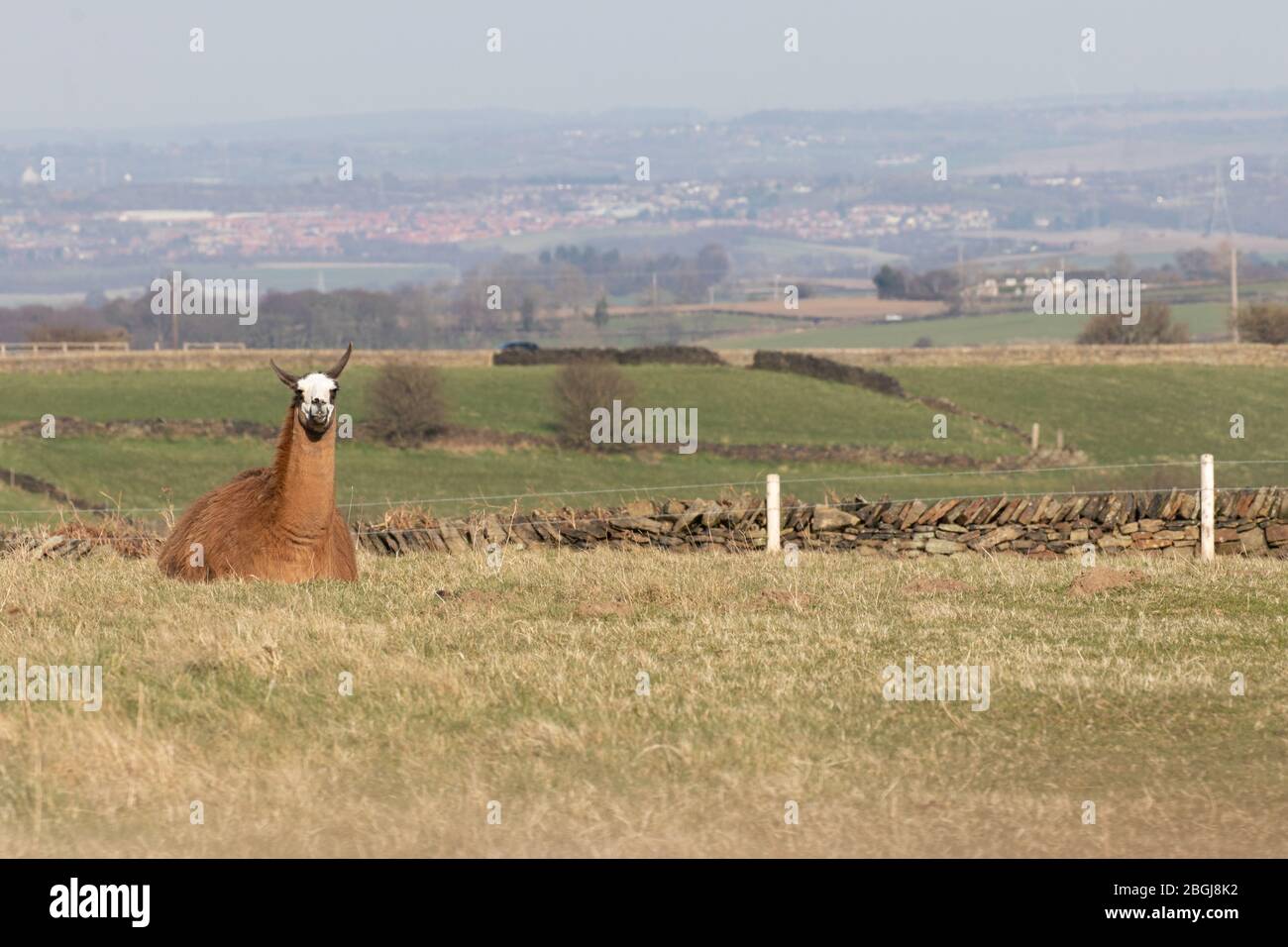 An alpaca relaxing in a field with open countryside behind Stock Photo