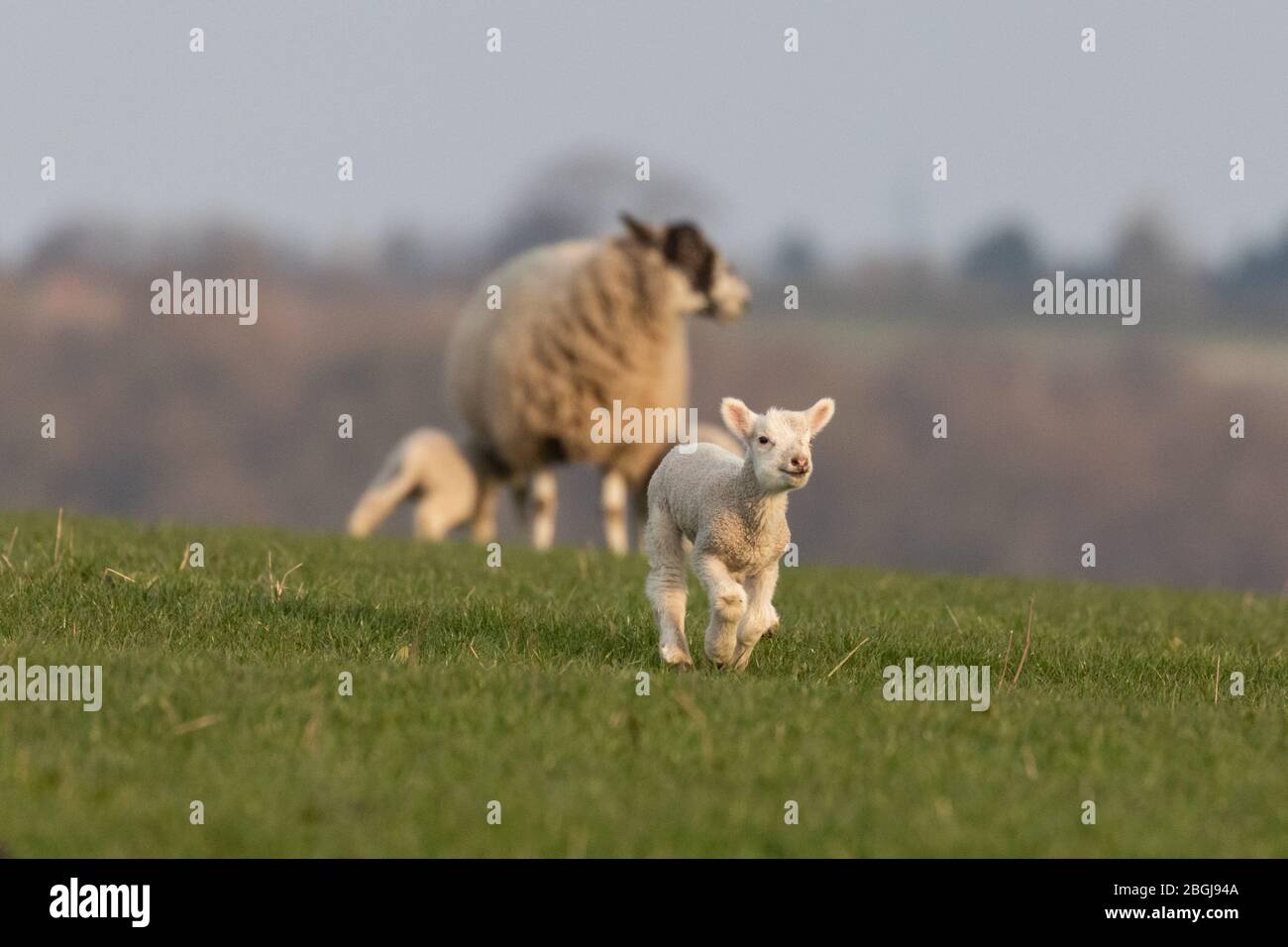 A lamb running across a field with a ewe and lambs in the background Stock Photo