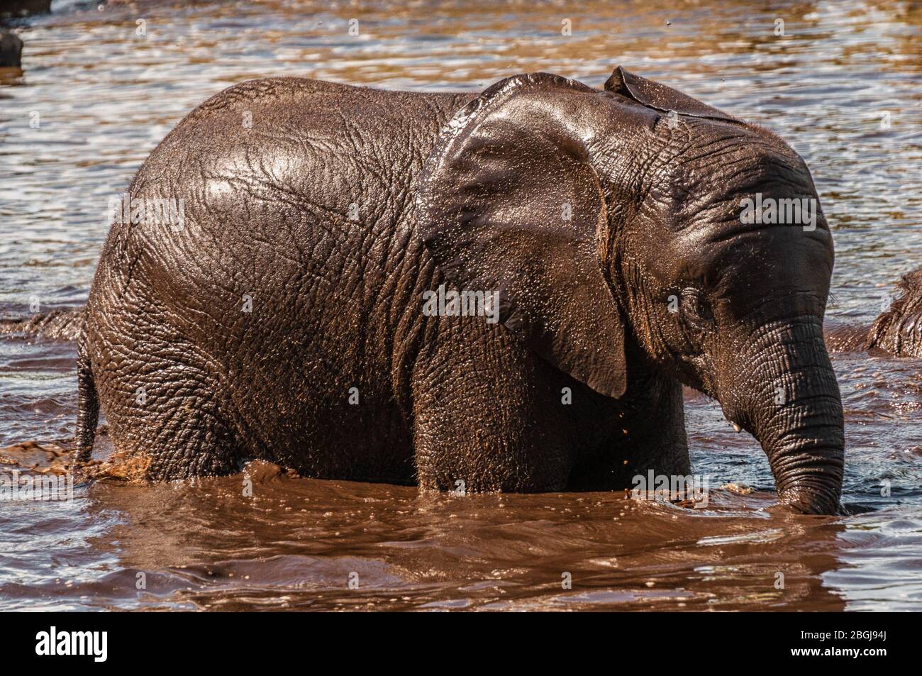 An African elephant in a water hole Stock Photo