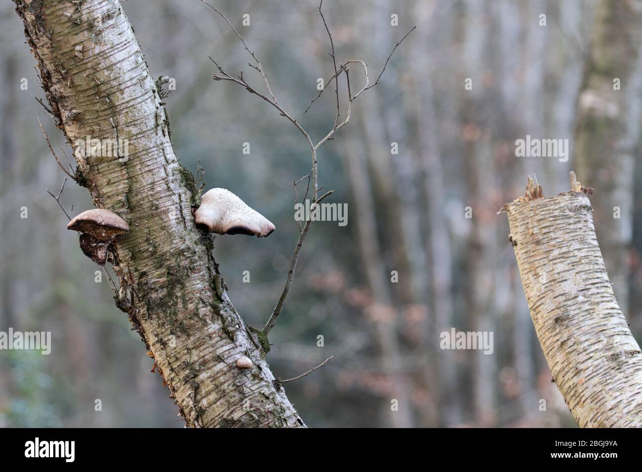 Fungus growing on a rotting old tree Stock Photo