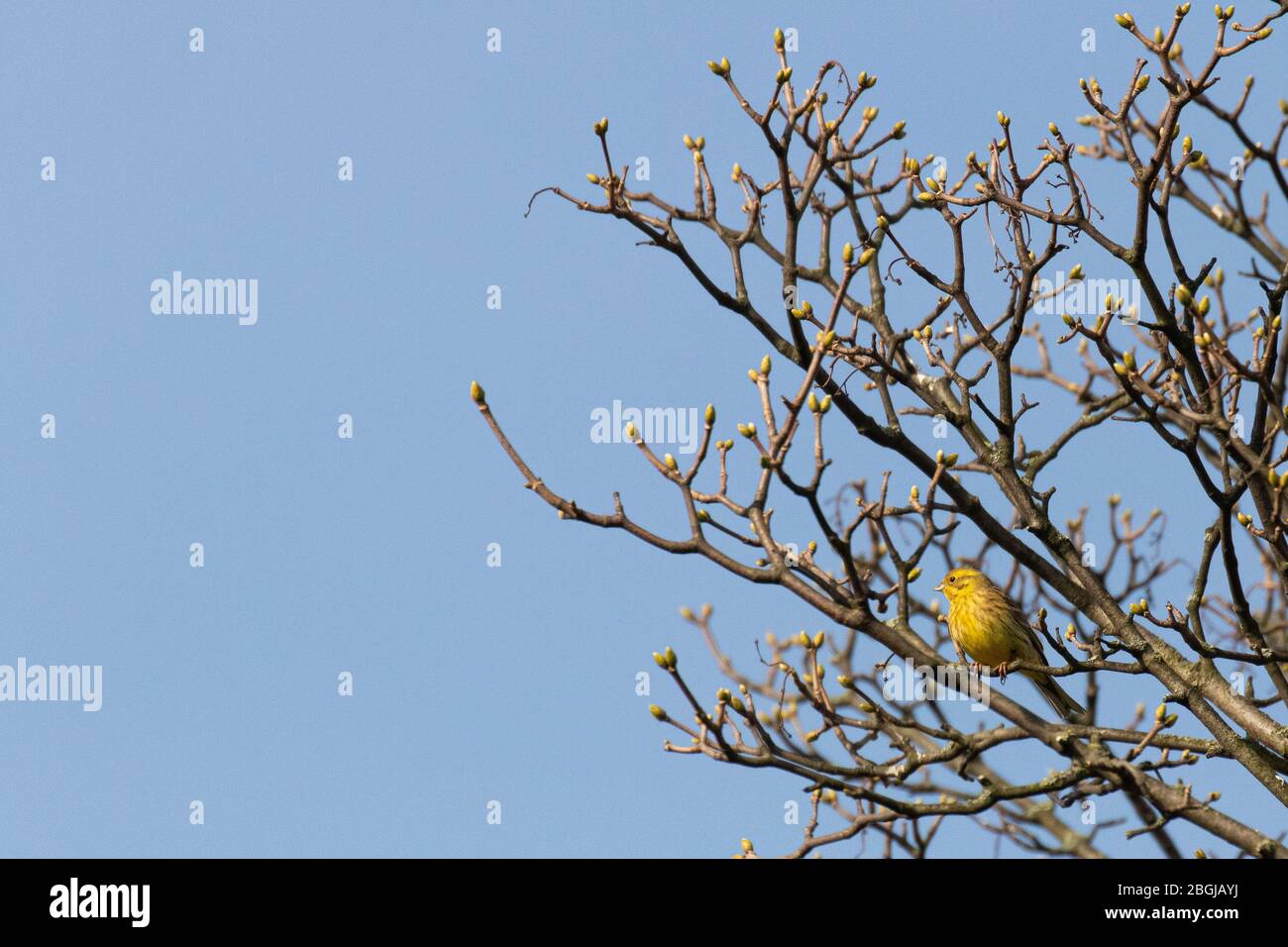 A vibrant yellowhammer singing from a tree branch Stock Photo