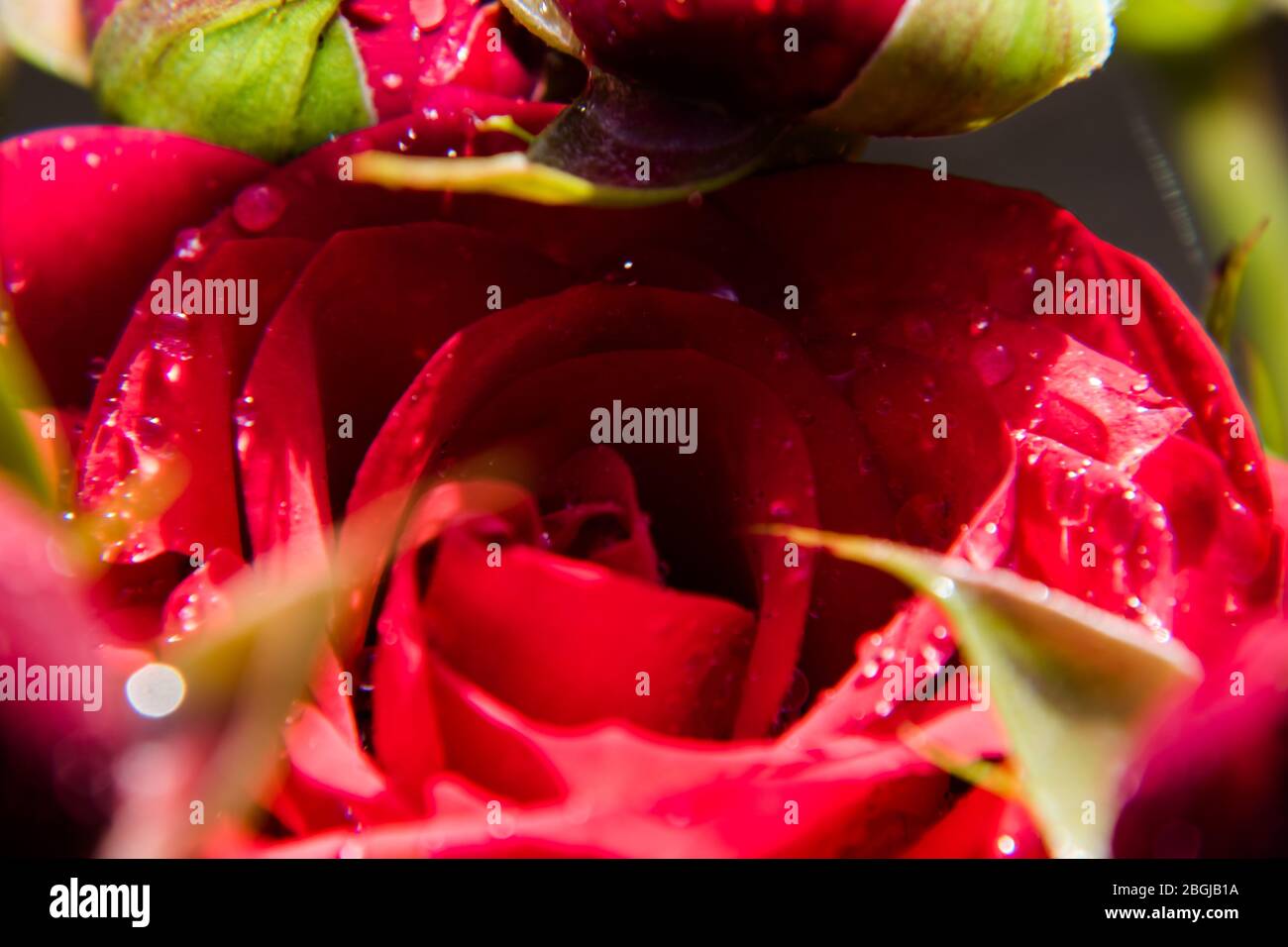 Wild red rose blooming in the garden. Rose close up background. Stock Photo