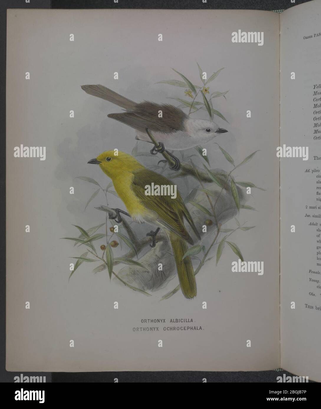 History of the birds of NZ 1st ed p102-2 Stock Photo - Alamy