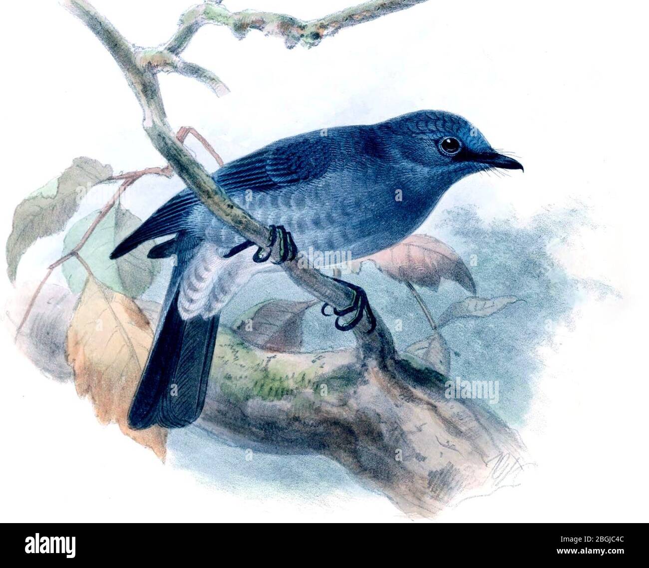 Sortidus Sordidus hi-res stock photography and images - Alamy