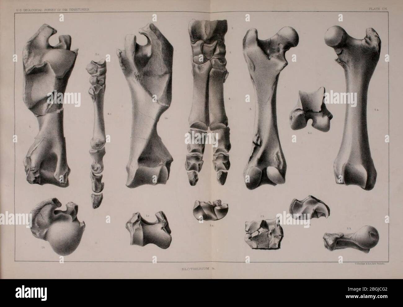 Hitherto unpublished plates of Tertiary Mammalia and Permian Vertebrata ...