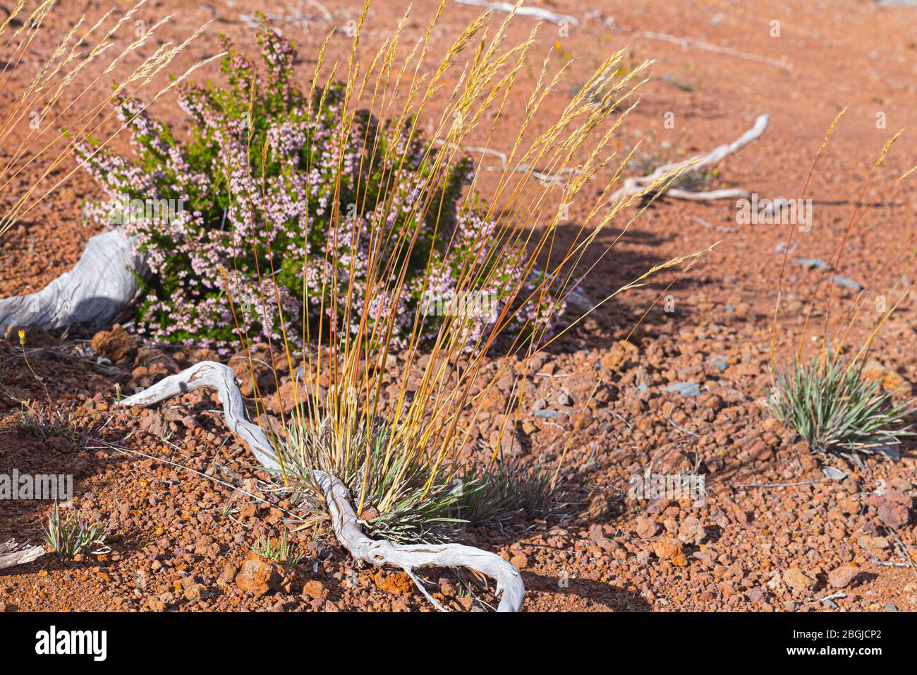 Plants of heather soil hi-res stock photography and images - Alamy