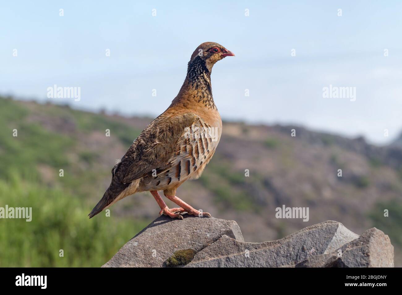 The rock partridge Alectoris graeca birds a bird on a hiking trail in the mountains of Madeira Stock Photo