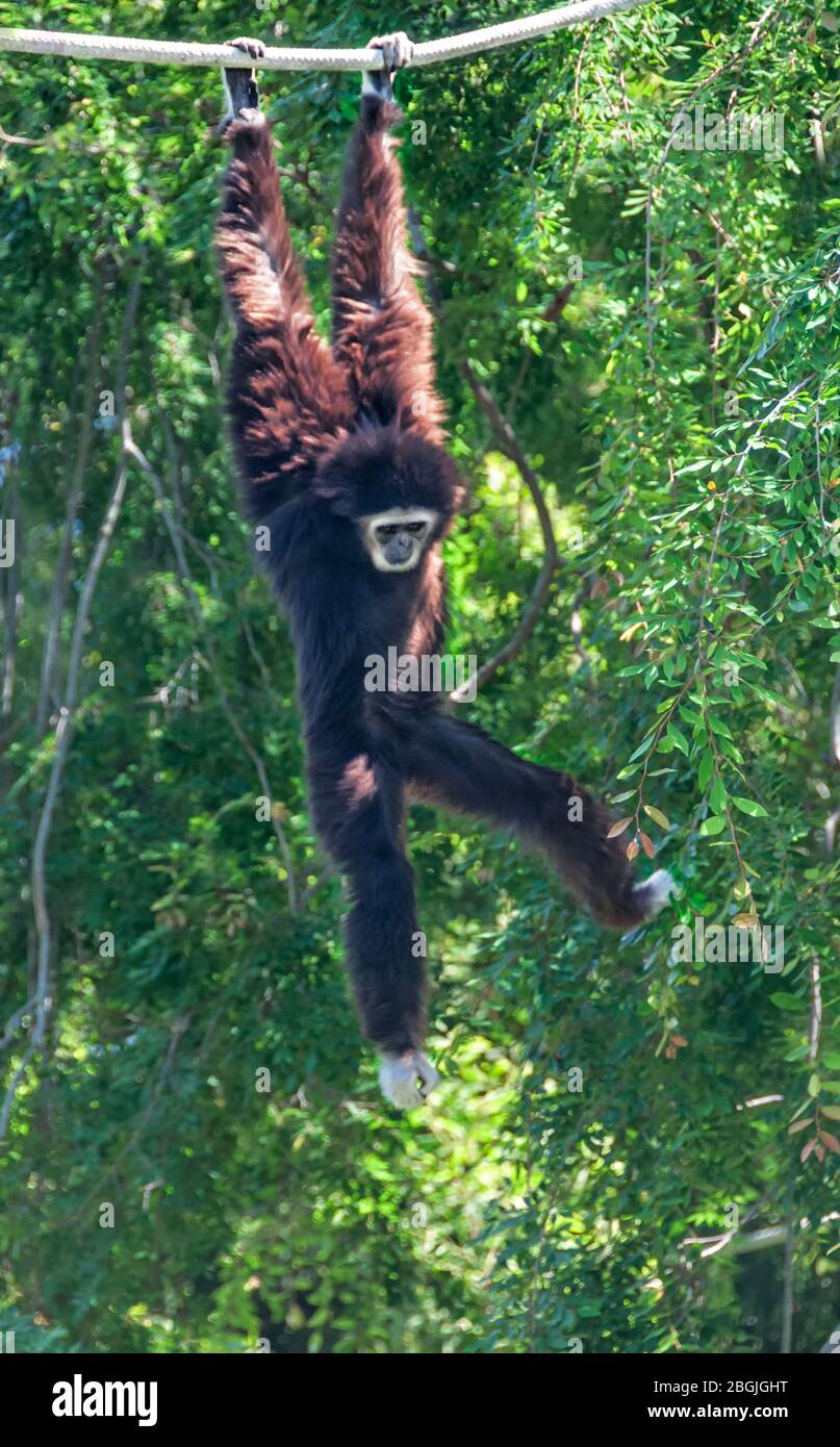 White-Handed (Lar) Gibbon swinging from a rope in a tree Stock Photo
