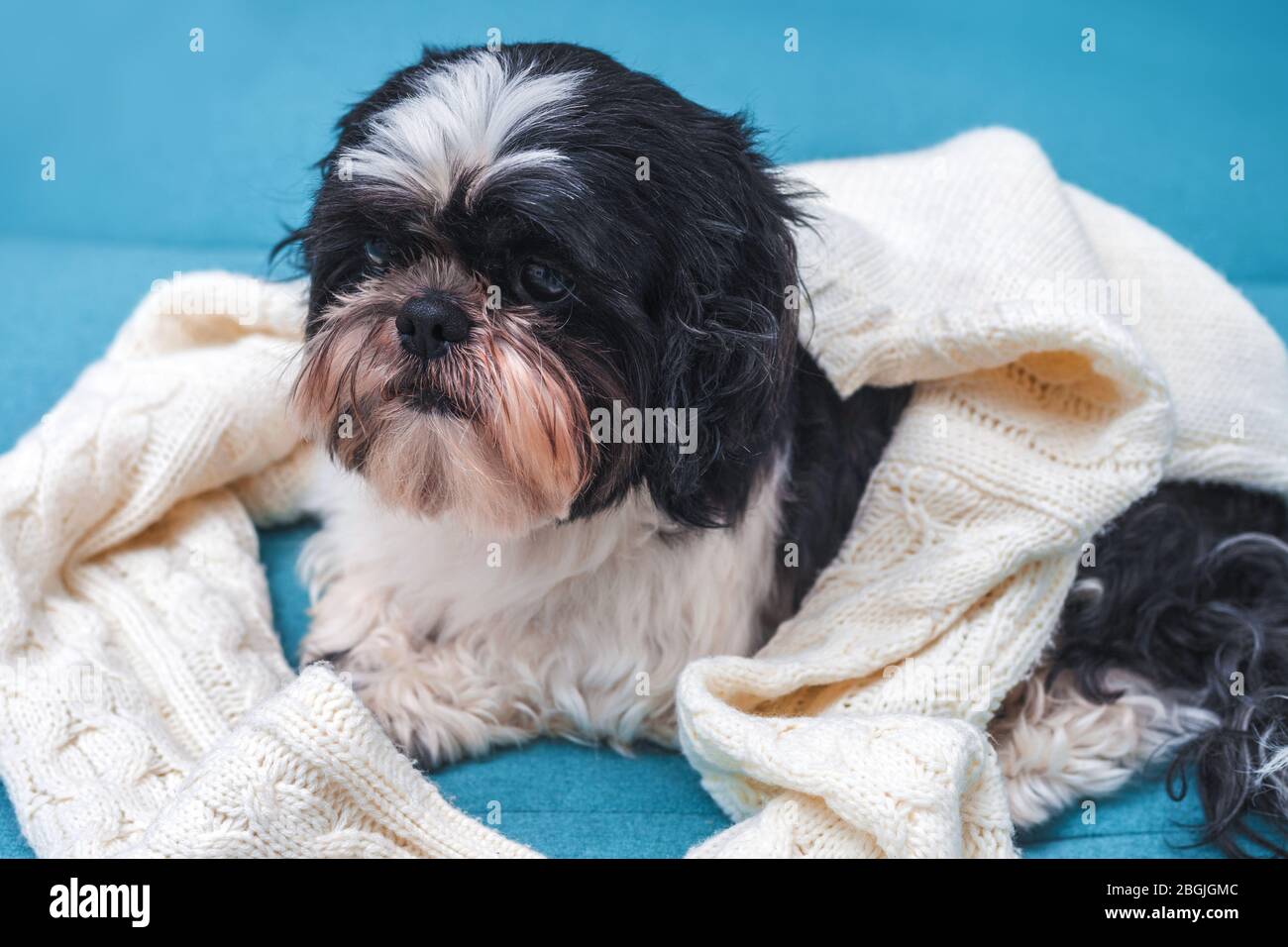 Funny cute dog is sitting on a sofa covered with a knitted sweater. Shih Tzu breed, gray with white. pet. Homeliness.  Stock Photo