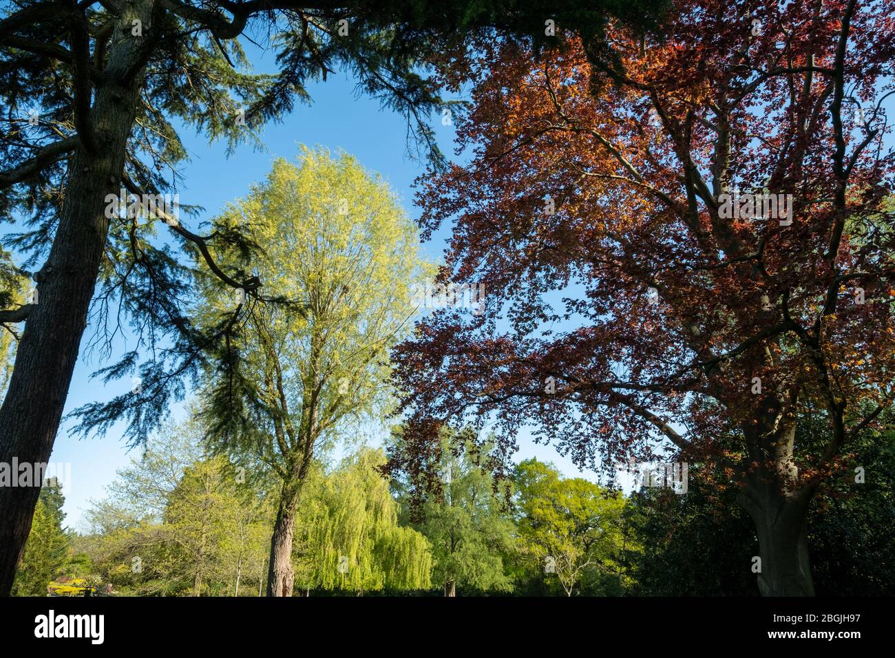 Trees in Pinner Memorial Park, Pinner Middlesex UK. Photographed on a ...