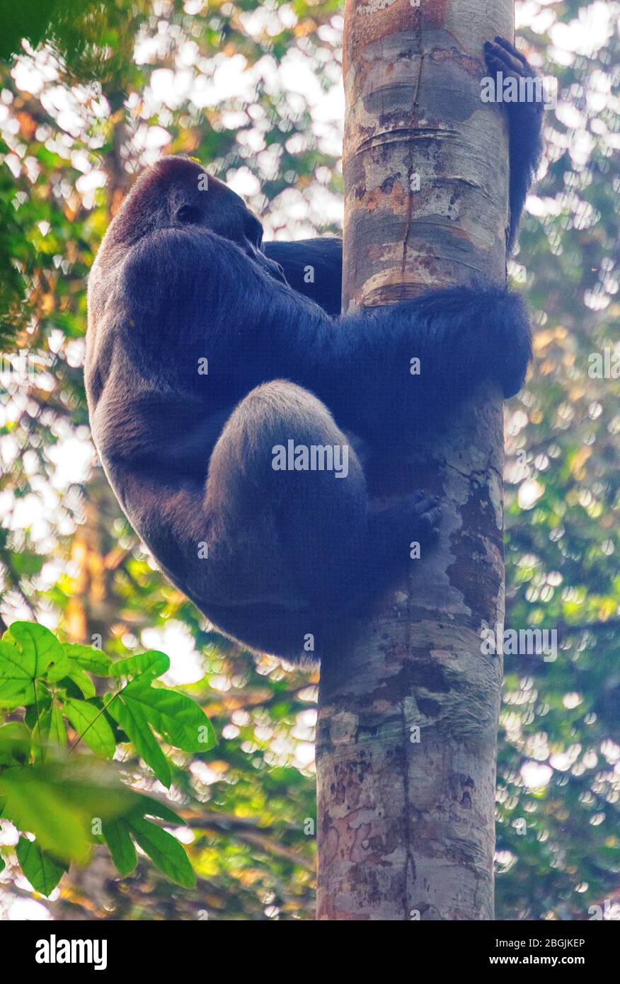 Western Lowland Gorilla (Gorilla gorilla gorilla). Dominant silverback