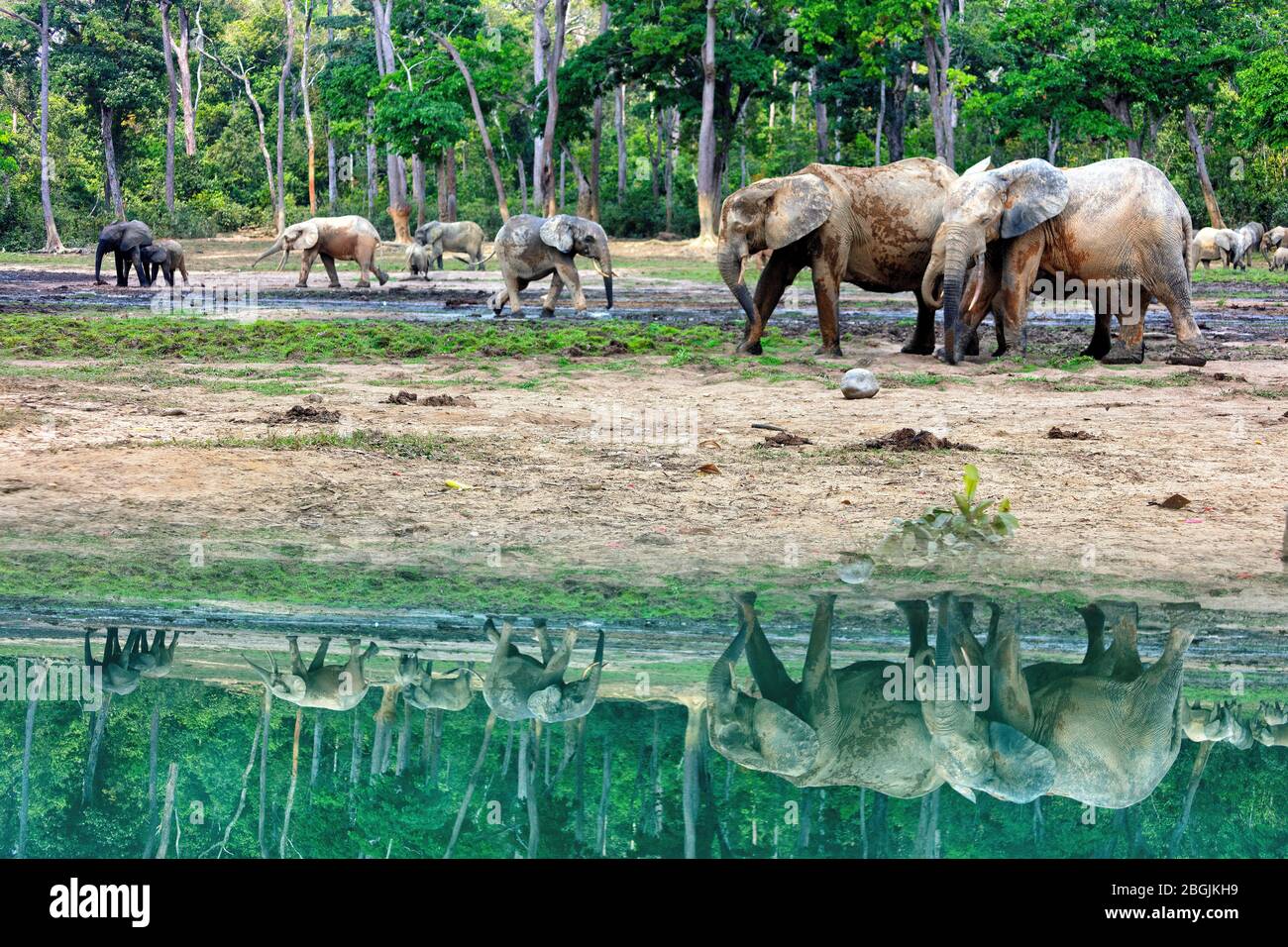 Forest elephants (Loxodonta africana cyclotis) in Dzanga Bai, UNESCO, Dzanga-Sangha Special Reserve, Central African Republic, Africa Stock Photo