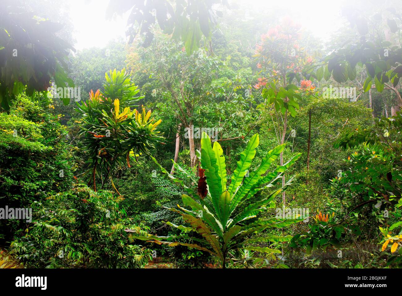 Jungle creepers trees hires stock photography and images Alamy