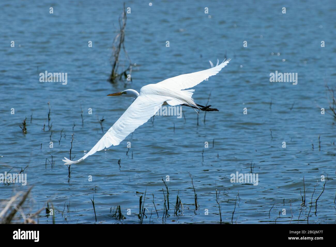 A graceful and beautiful White Egret soaring gracefully over the water of a lake filled with twigs and sticks near the shore. Stock Photo