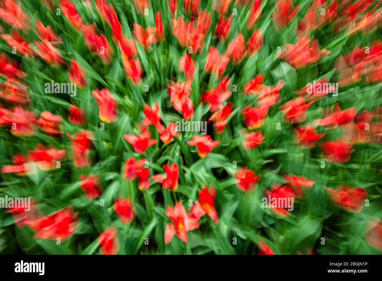 Red tlips, blurred, Keukenhof Gardens, near Lisse, Netherlands Stock Photo