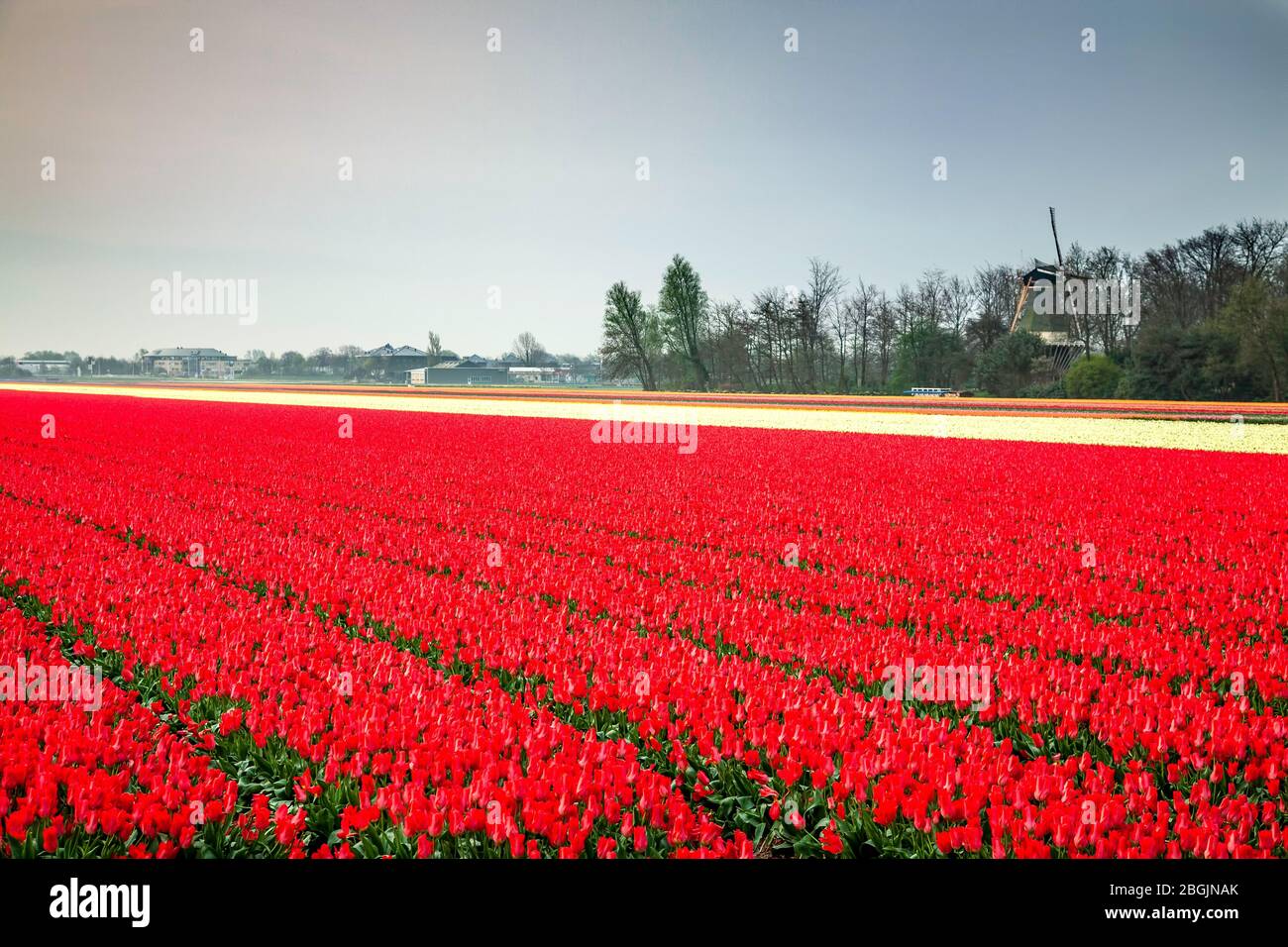 Windmill and commercial tulip field near Lisse, Netherlands Stock Photo
