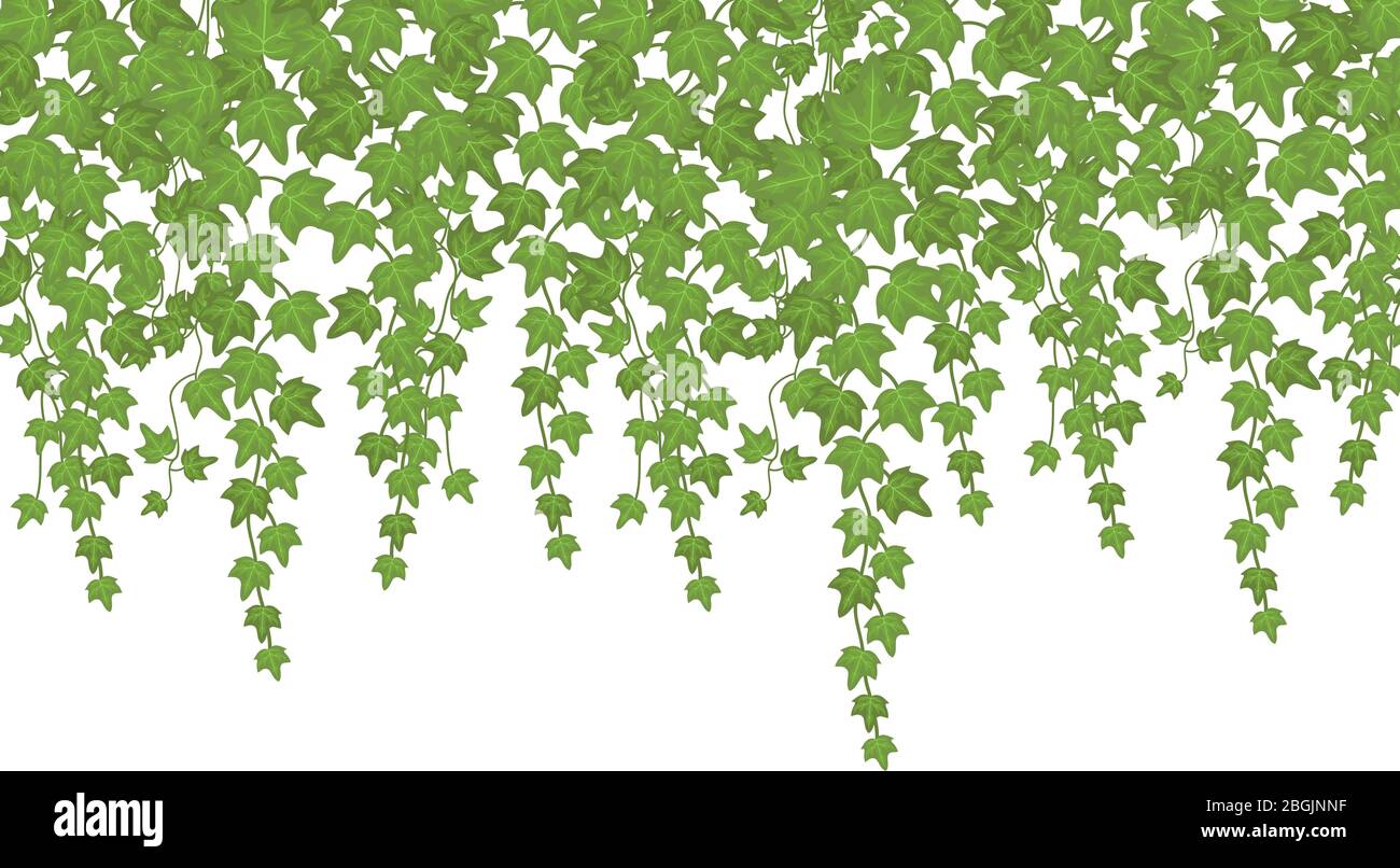 Green ivy wall climbing plant hanging from above. Garden decoration vector background. Illustration plant green leaf, foliage growing Stock Vector