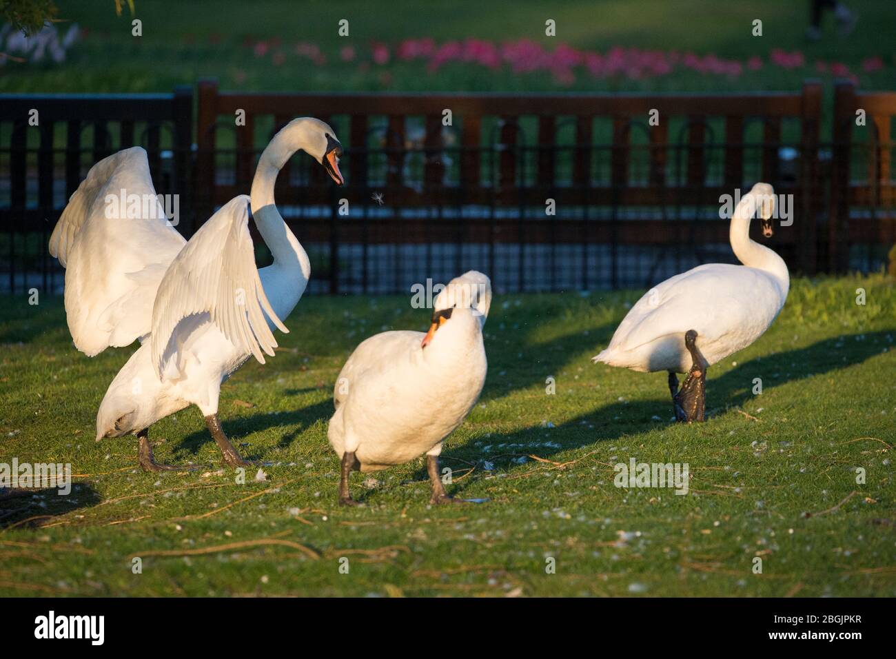 Glasgow, UK. 21st Apr, 2020. Pictured: The swans brilliant white feathers reflect the golden colours of the setting sun causing them to turn a warm gold colour. Credit: Colin Fisher/Alamy Live News Stock Photo