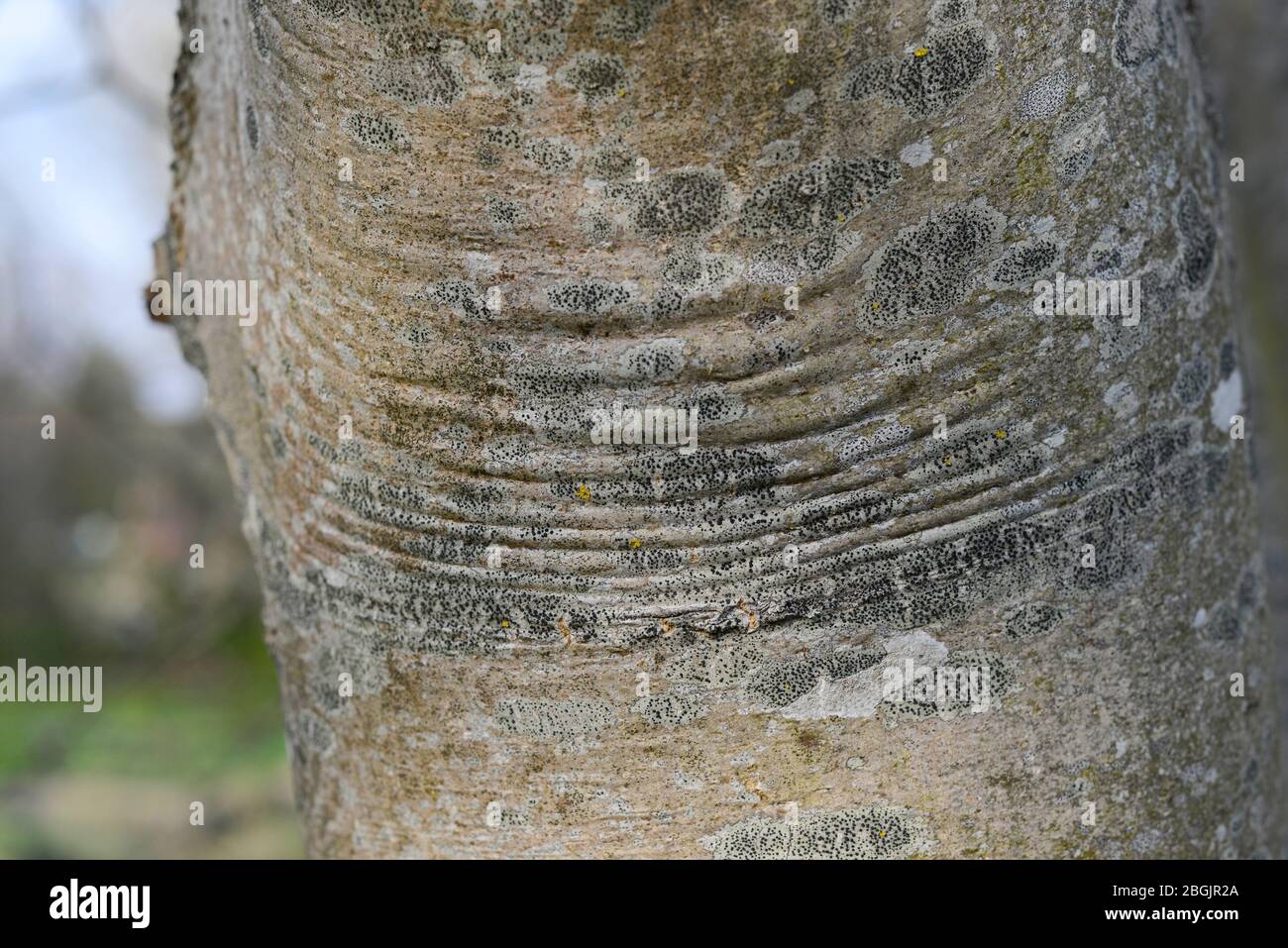 Bark ructions indicate reaction wood formed on the trunk of a tree in