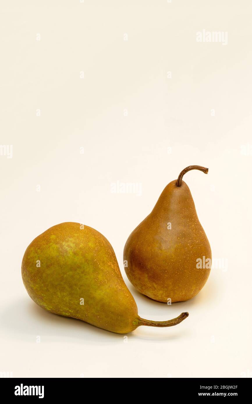 Two Bosc pears, Beurre Bosc, by James D Coppinger/Dembinsky Photo Assoc Stock Photo