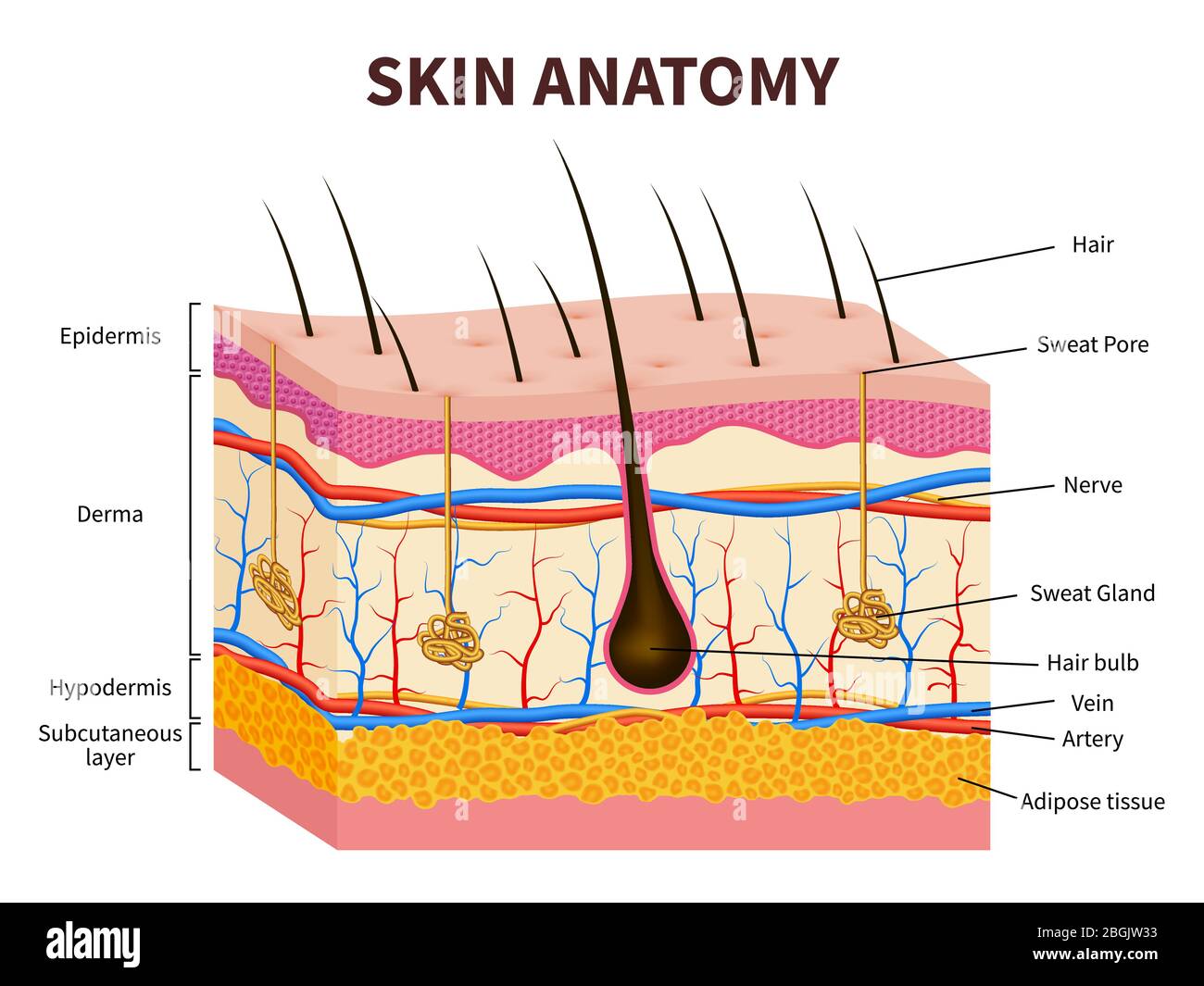 Human skin. Layered epidermis with hair follicle, sweat and sebaceous glands. Healthy skin anatomy medical vector illustration. Dermis and epidermis skin, hypodermis Stock Vector