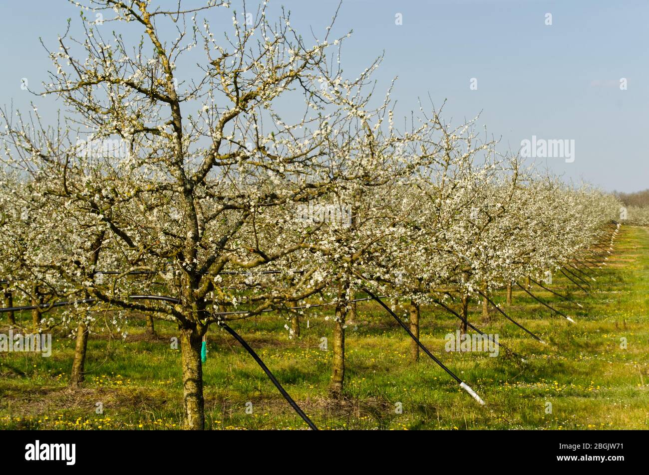 Blossom on plum (prune) trees in spring, Lot-et-Garonne, France Stock Photo