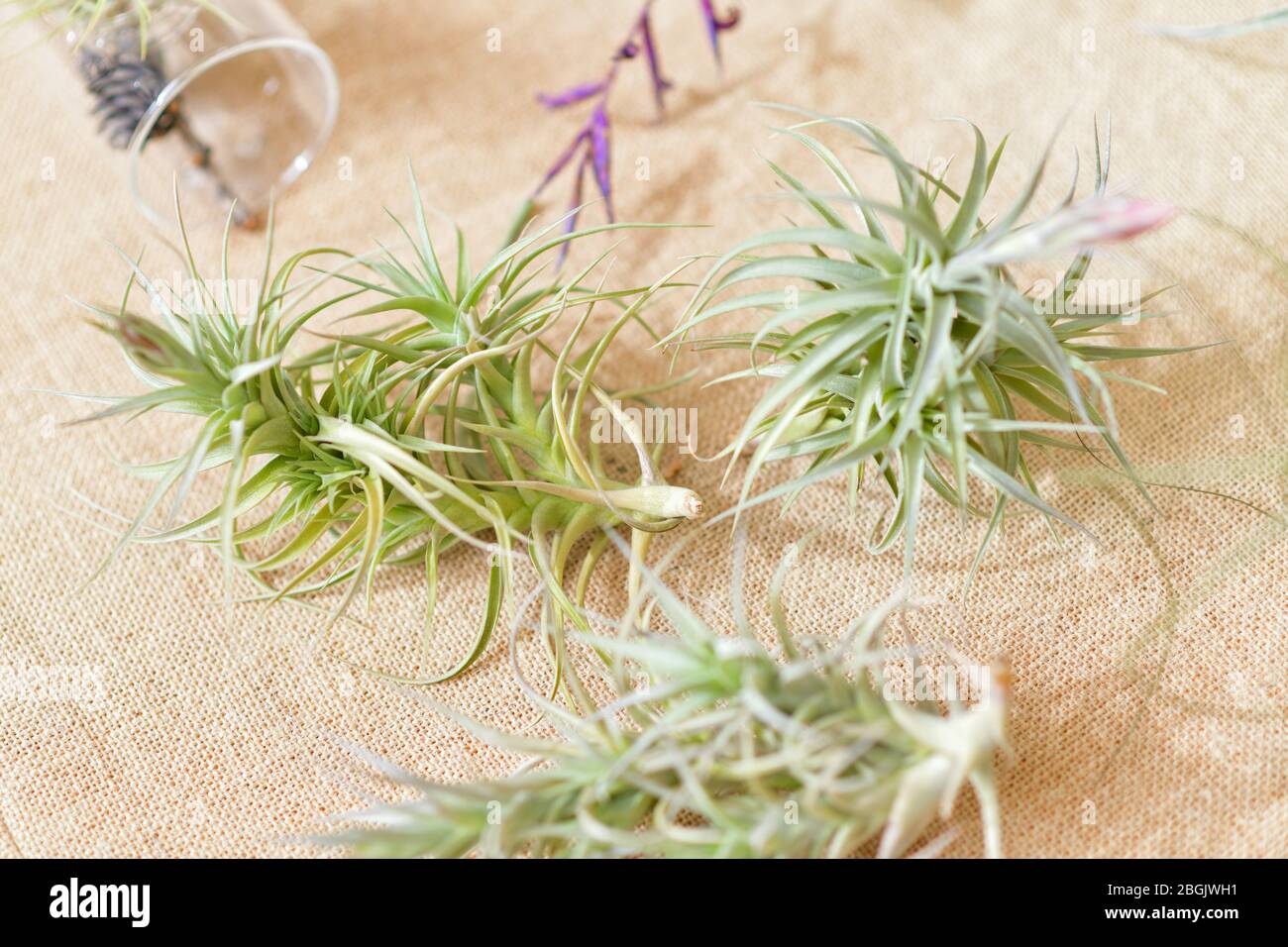 Hardy Bromeliad Plant High Resolution Stock Photography and Images - Alamy