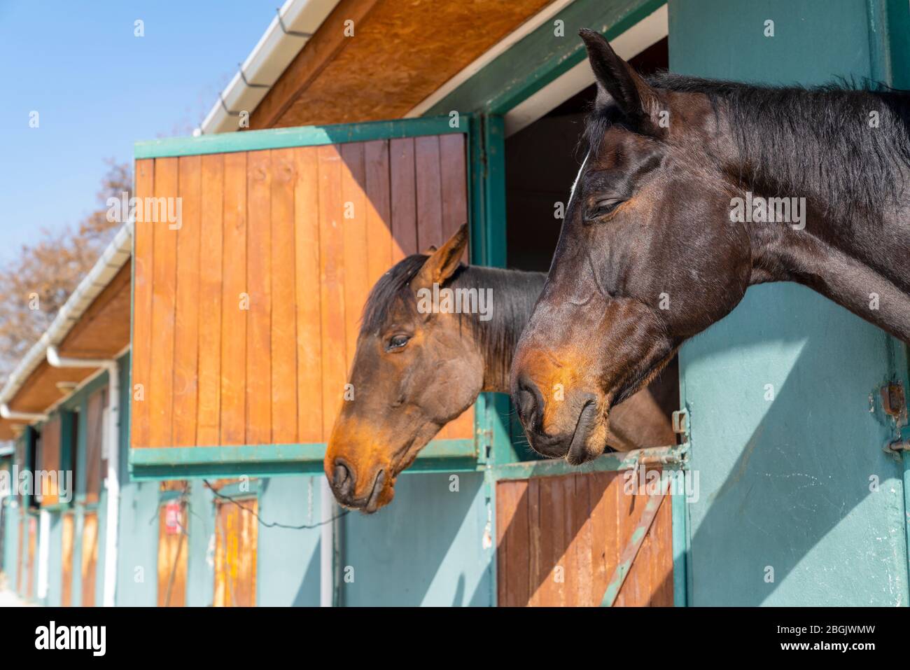 Two horses resting with half closed eyes, maybe sleeping Stock Photo