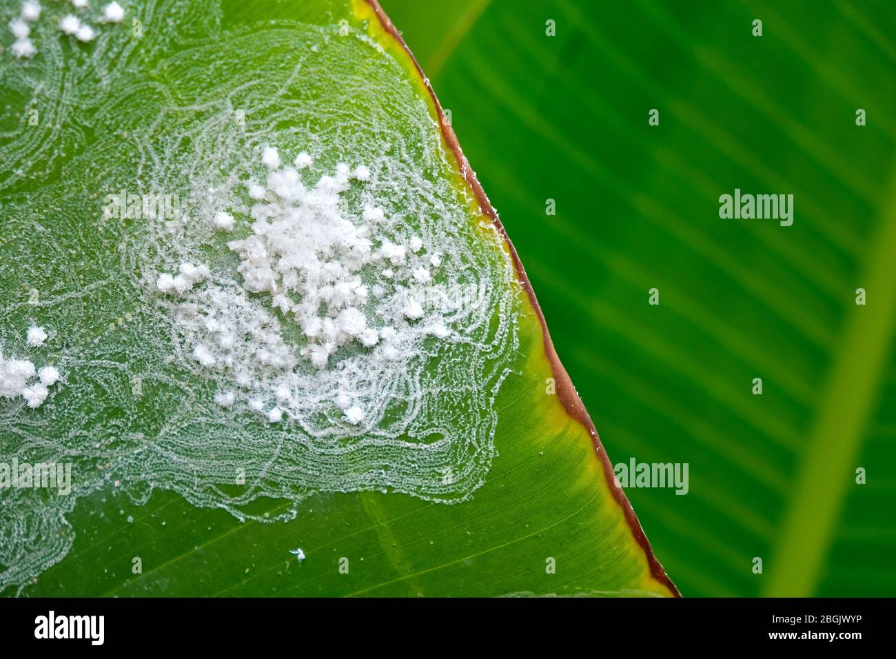 Plant leaf with a colony of insects, woolly aphids (Eriosomatinae), banana plant leaves. Stock Photo
