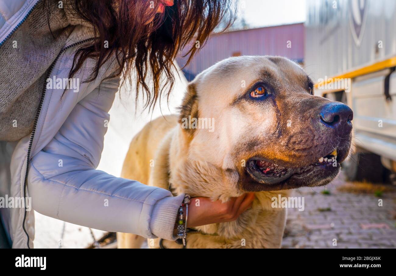 A Turkish girl hugs an Anatolian shepherd dog (sivas kangal) Stock Photo