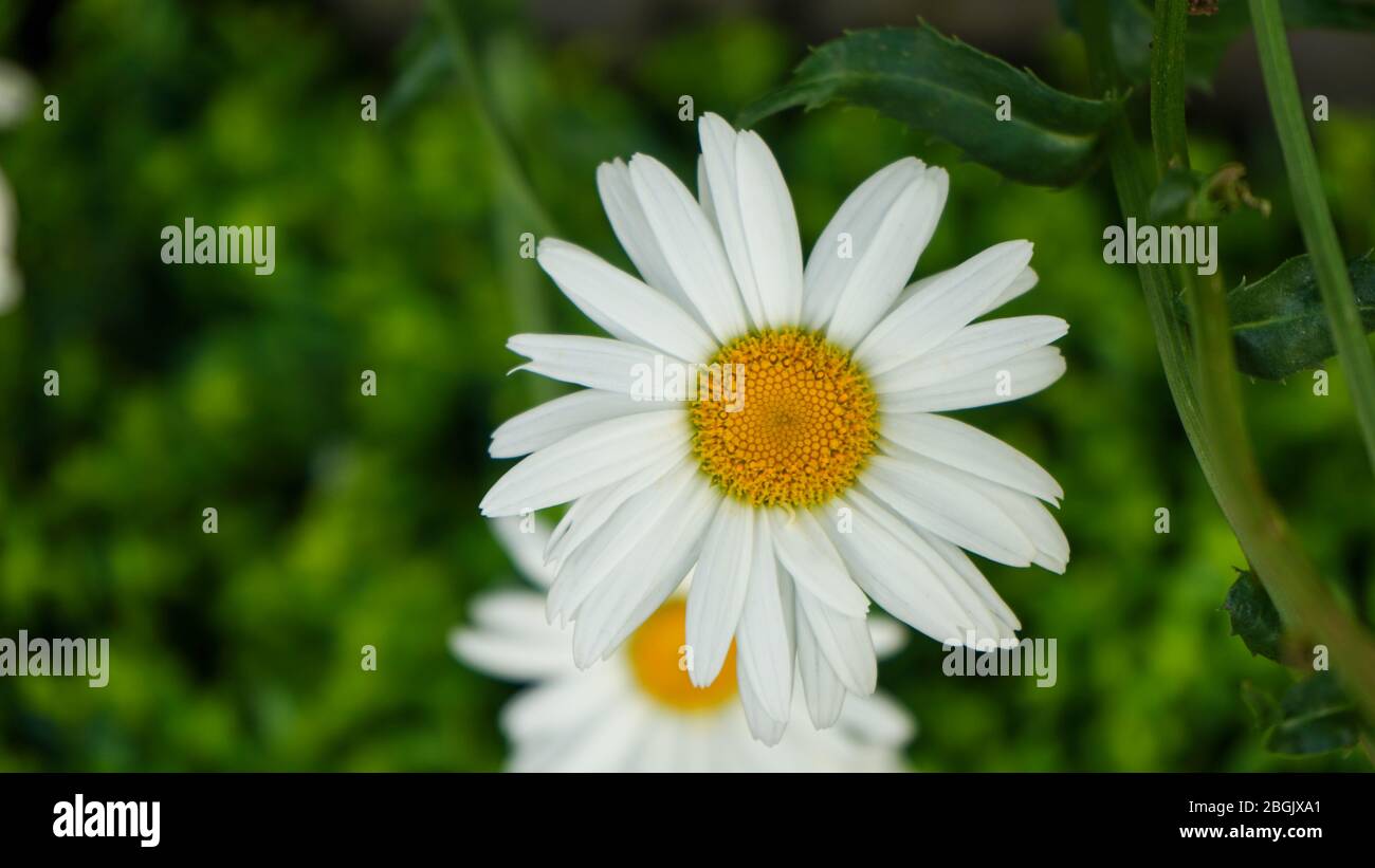 Close up of white sun-shaped flowers in the garden Stock Photo