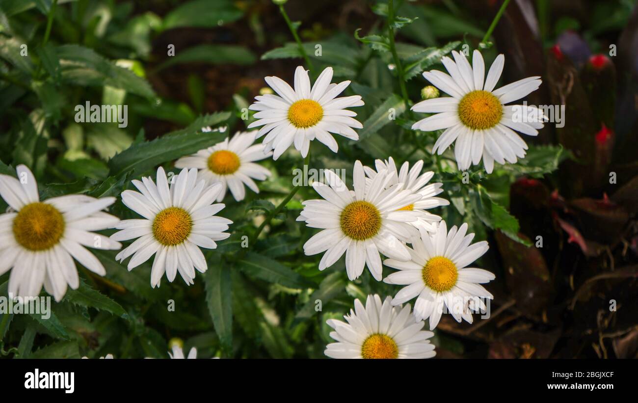 Close up of white sun-shaped flowers in the garden Stock Photo