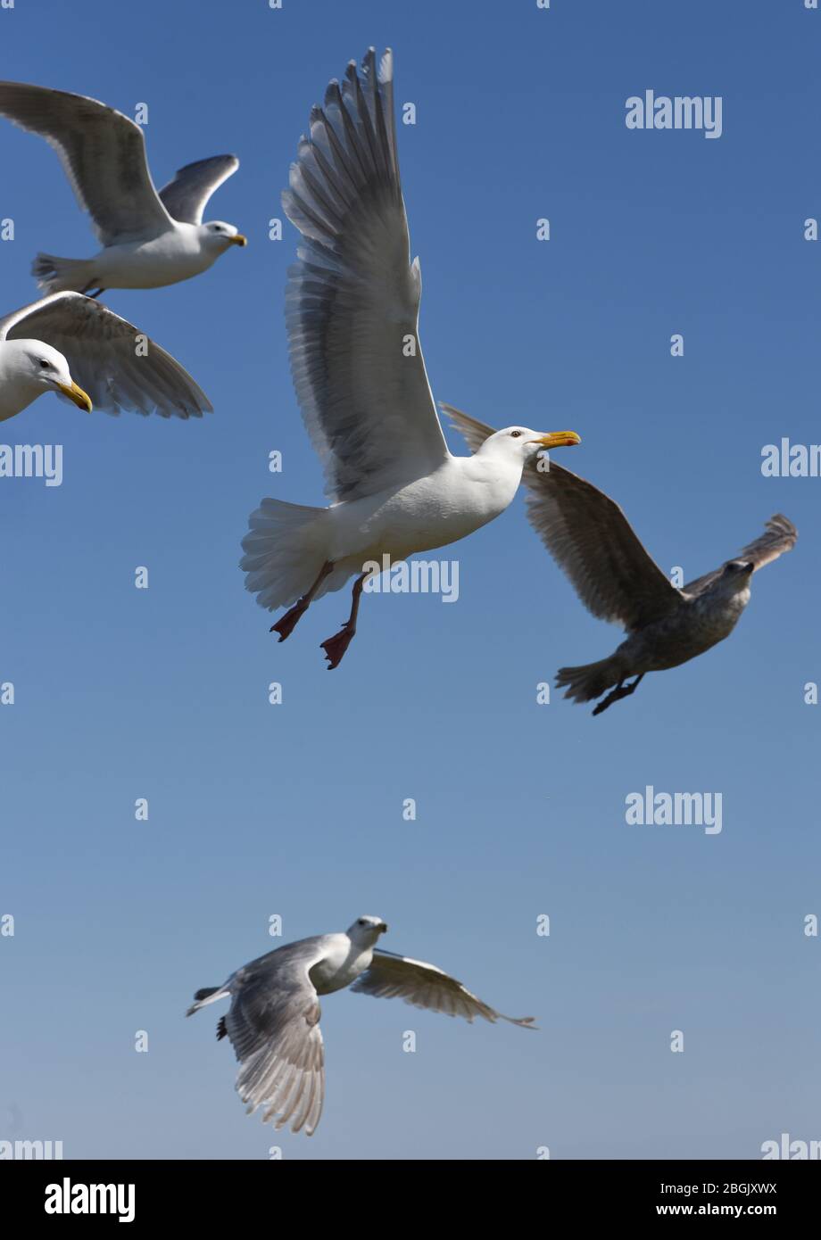 A group of sea gulls fly with wings spread out against a blue sky in Victoria, British Columbia, Canada on Vancouver Island Stock Photo