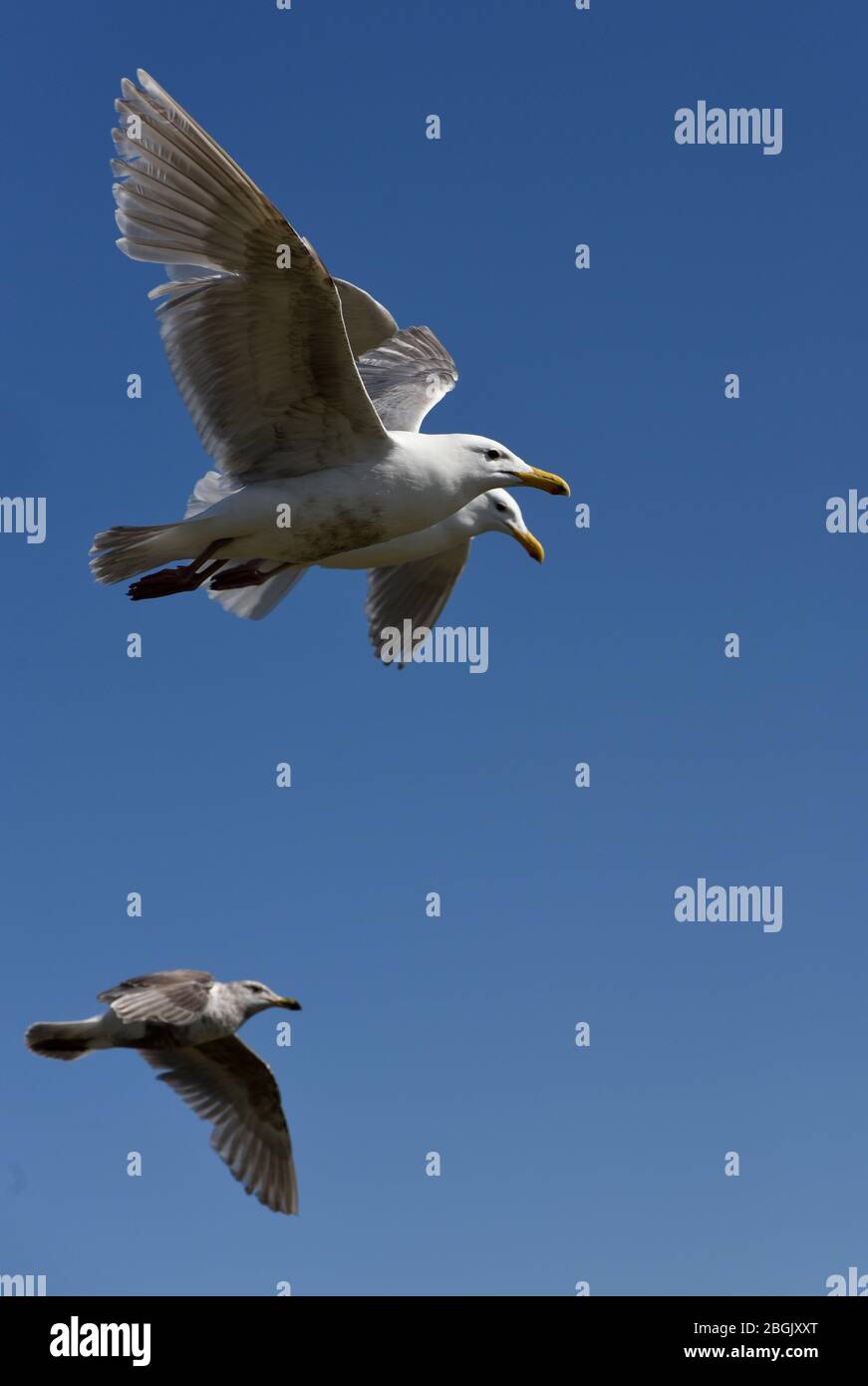 A trio of sea gulls fly with wings spread out against a blue sky in Victoria, British Columbia, Canada on Vancouver Island. Stock Photo