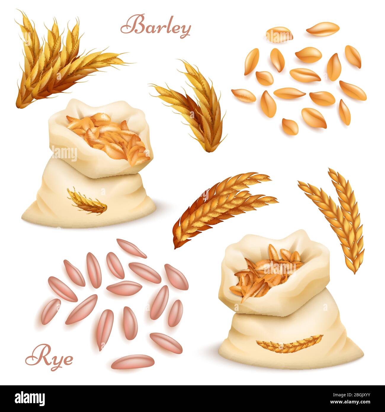 Agricultural cereals - barley and rye vector set. Realistic grains and ears isolated on white background. Illustration of harvest seed, farm sack with nature oat Stock Vector