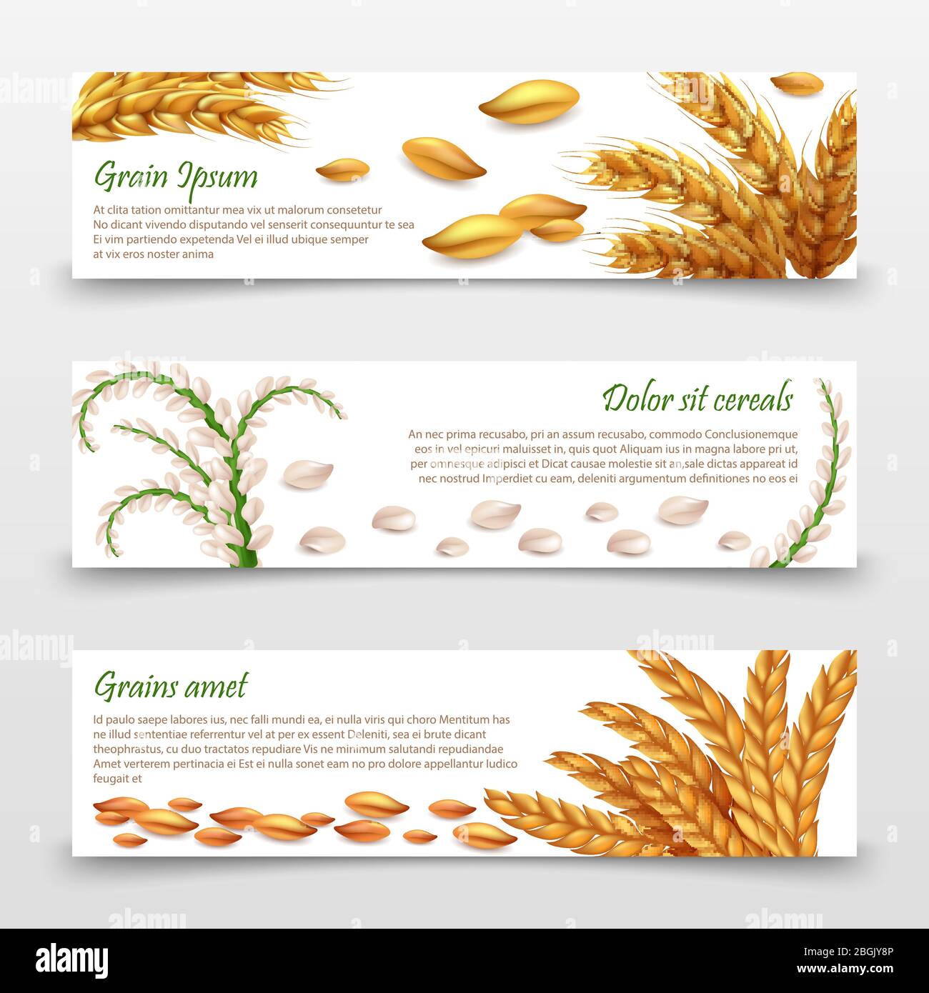 Agricultural cereals banners template. Realistic grains and ears of rice, wheat, barley isolated on white background. Harvest wheat grain, food organic seed,. Vector illustration Stock Vector