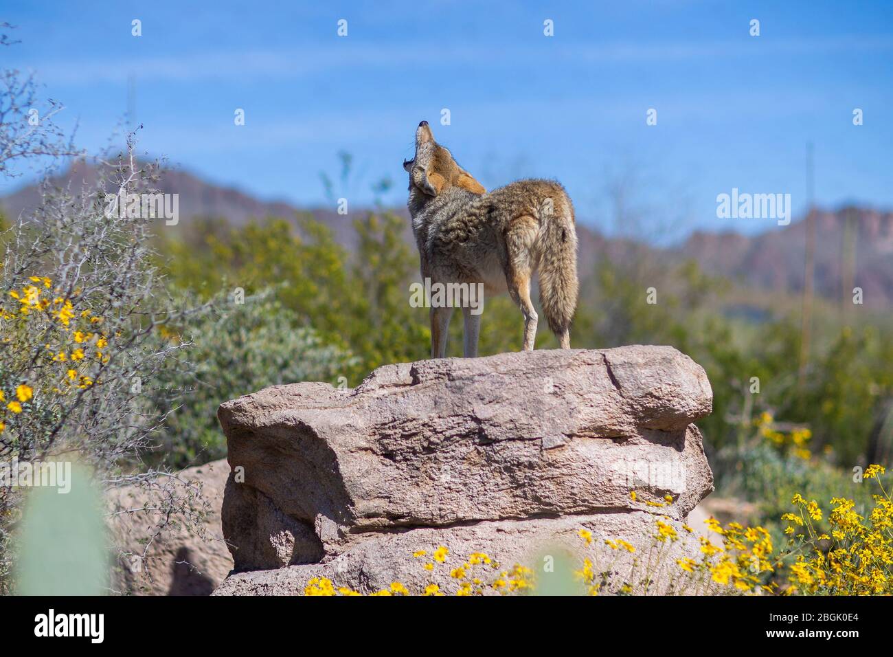 Howler the Coyote editorial photo. Image of smile, arizona - 46852546