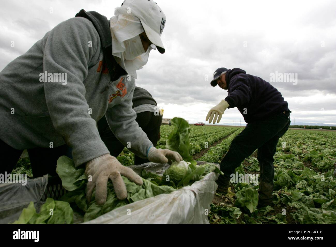 California gangs hires stock photography and images Alamy