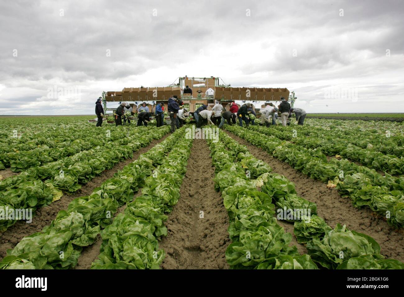 April 11, 2006, Huron, California, USA: Just outside of Huron, the mainly undocumented migrant workforce takes the back-breaking work of lettuce picking, which earns on average six to eight dollars an hour. California's Central Valley offers at least seasonal agriculture jobs to 600,000 to 700,000 workers each year. Huron, the 'Heart of the Valley, ' is a city of 5,900 in western Fresno county with six bars, five gangs and a famous drug alley. Twice a year, when the lettuce is harvested, the population doubles. Gang members know that workers without bank accounts carry large amounts of cash, a Stock Photo