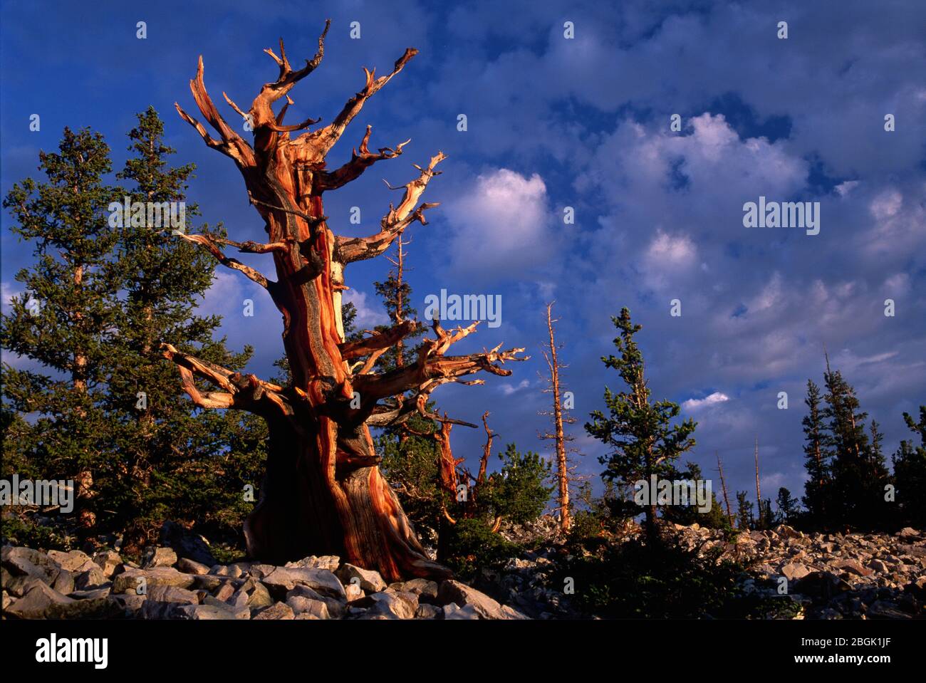 Bristlecone pine on Bristlecone Pine Trail, Great Basin National Park, Nevada Stock Photo