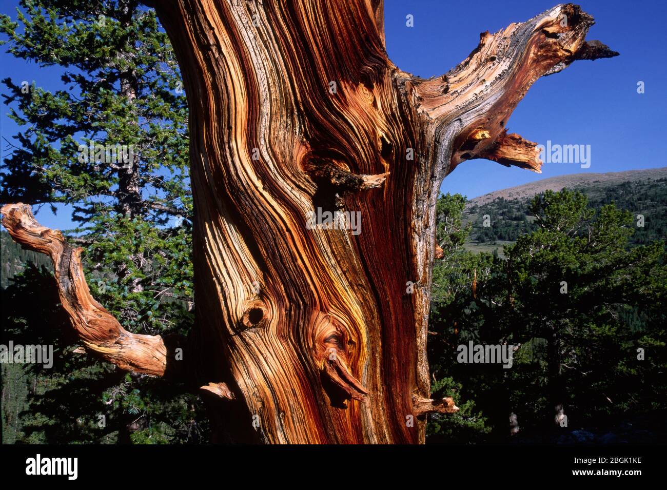 Bristlecone pine, Great Basin National Park, Nevada Stock Photo