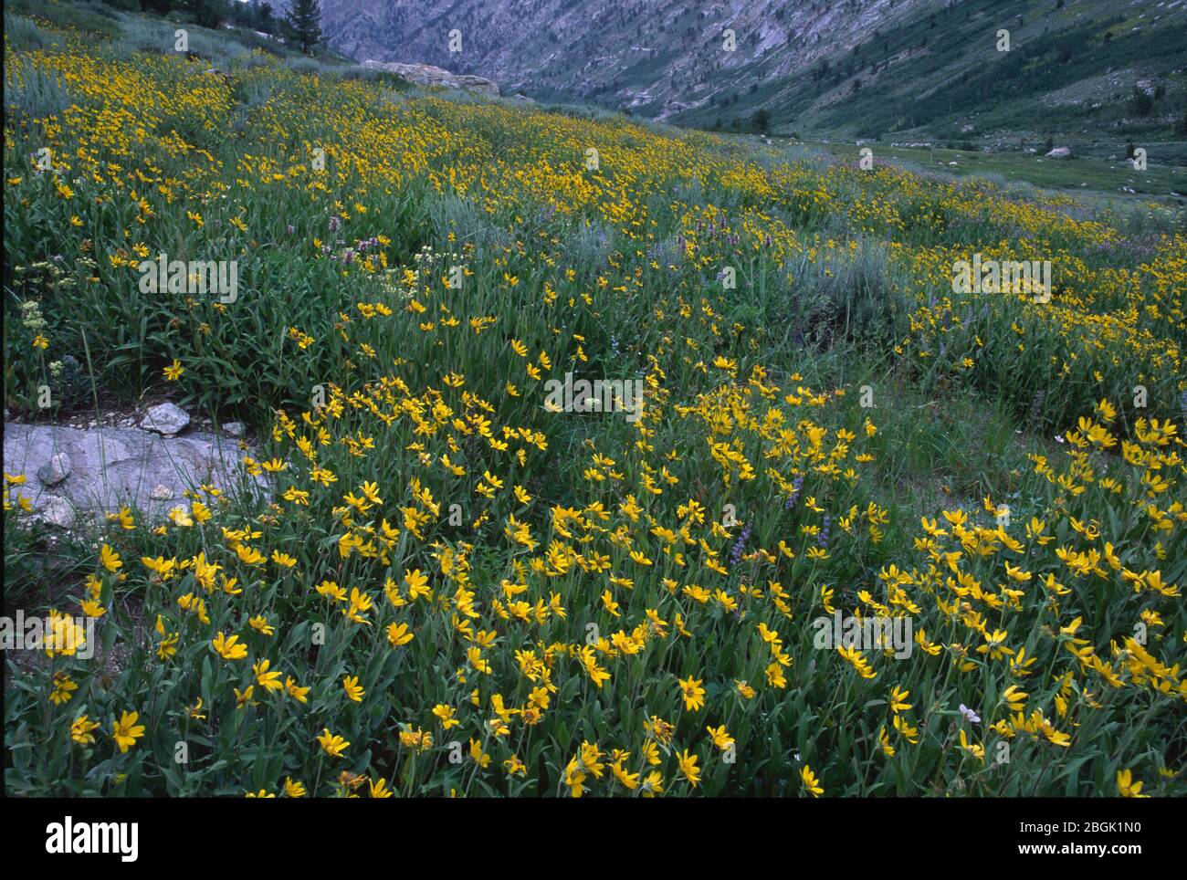 Lamoille Canyon flower field, Lamoille Canyon National Scenic Byway, Humboldt-Toiyabe National Forest, Nevada Stock Photo