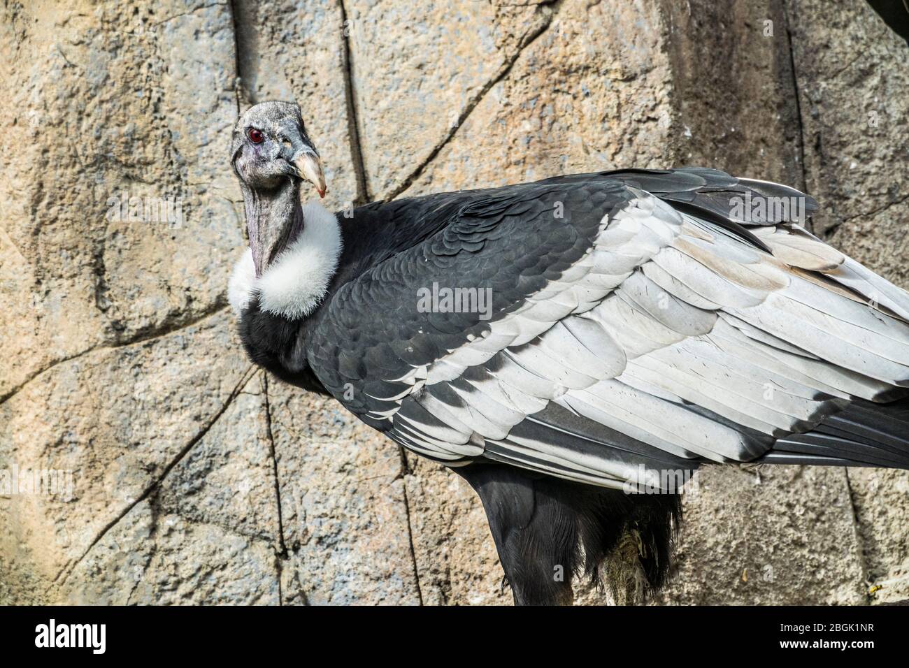 Condors On Rocks Condor on rock hi-res stock photography and images - Alamy