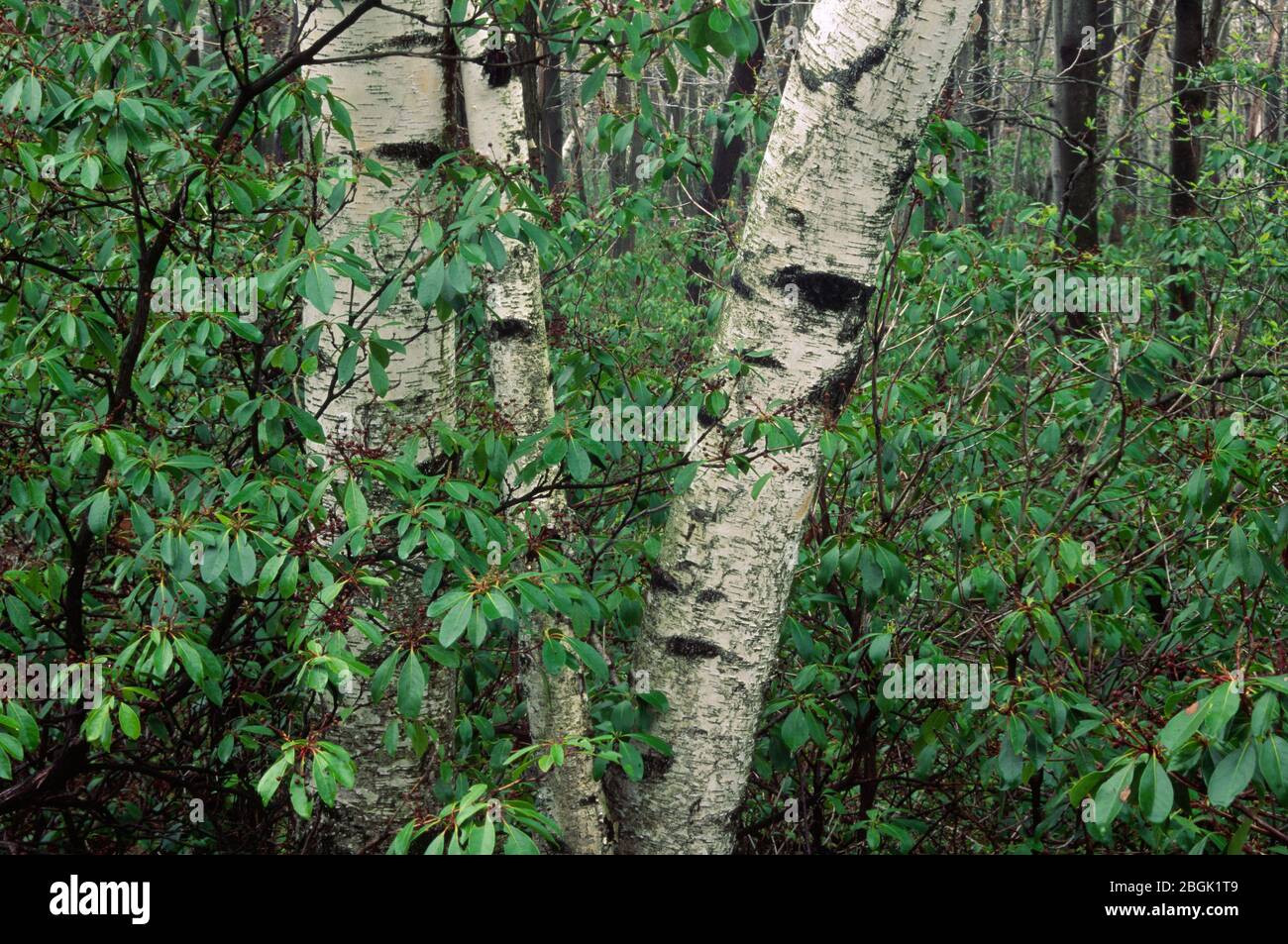 Paper birch, Minnewaska State Park, New York Stock Photo