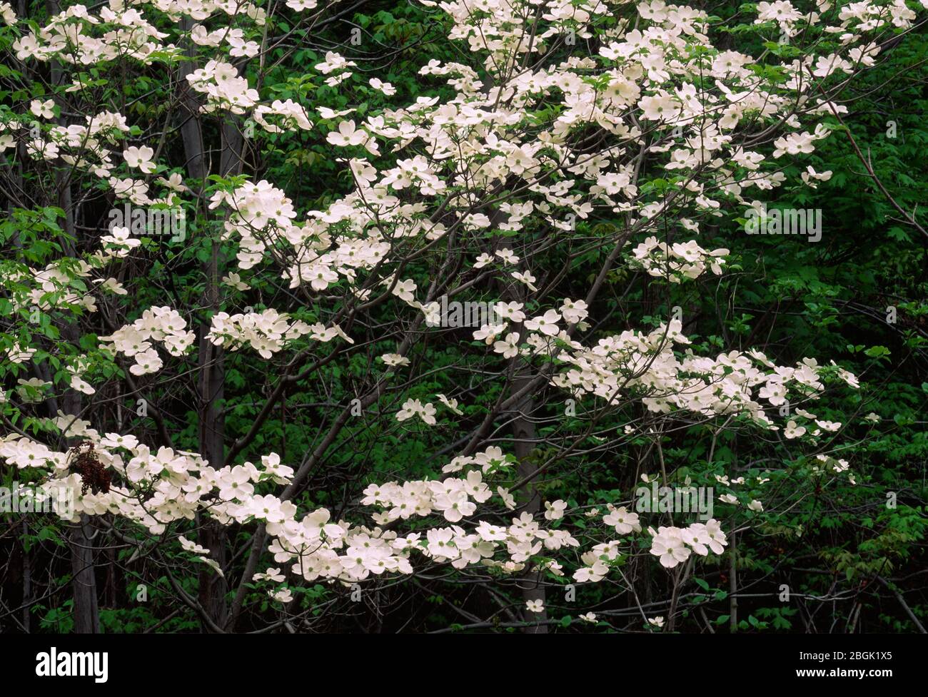 Flowering dogwood, Mohonk Preserve, New York Stock Photo