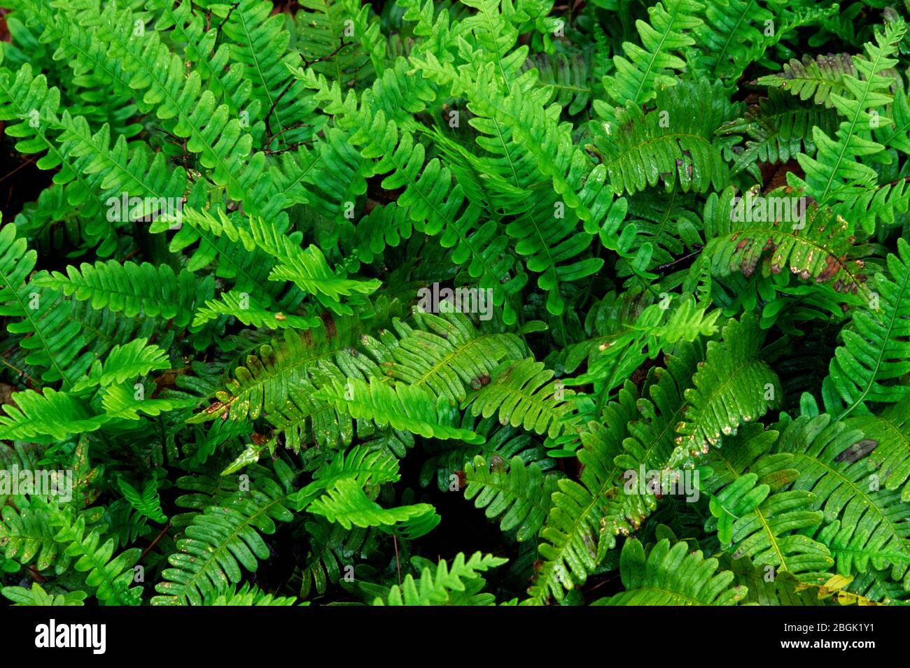 Ferns at The Trapps, Mohonk Preserve, New York Stock Photo