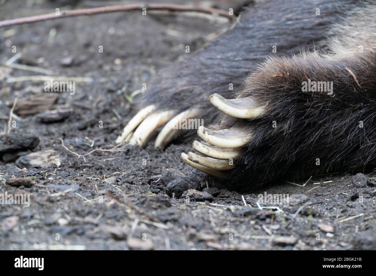 grizzly bear claws on front paws Stock Photo - Alamy