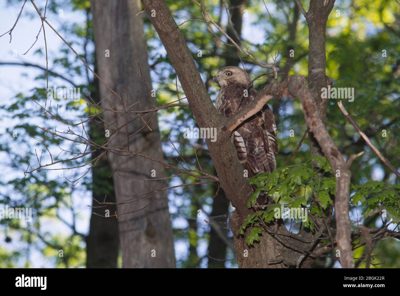 Red-tailed Hawk, Connetquot River State Park Preserve, New York Stock Photo