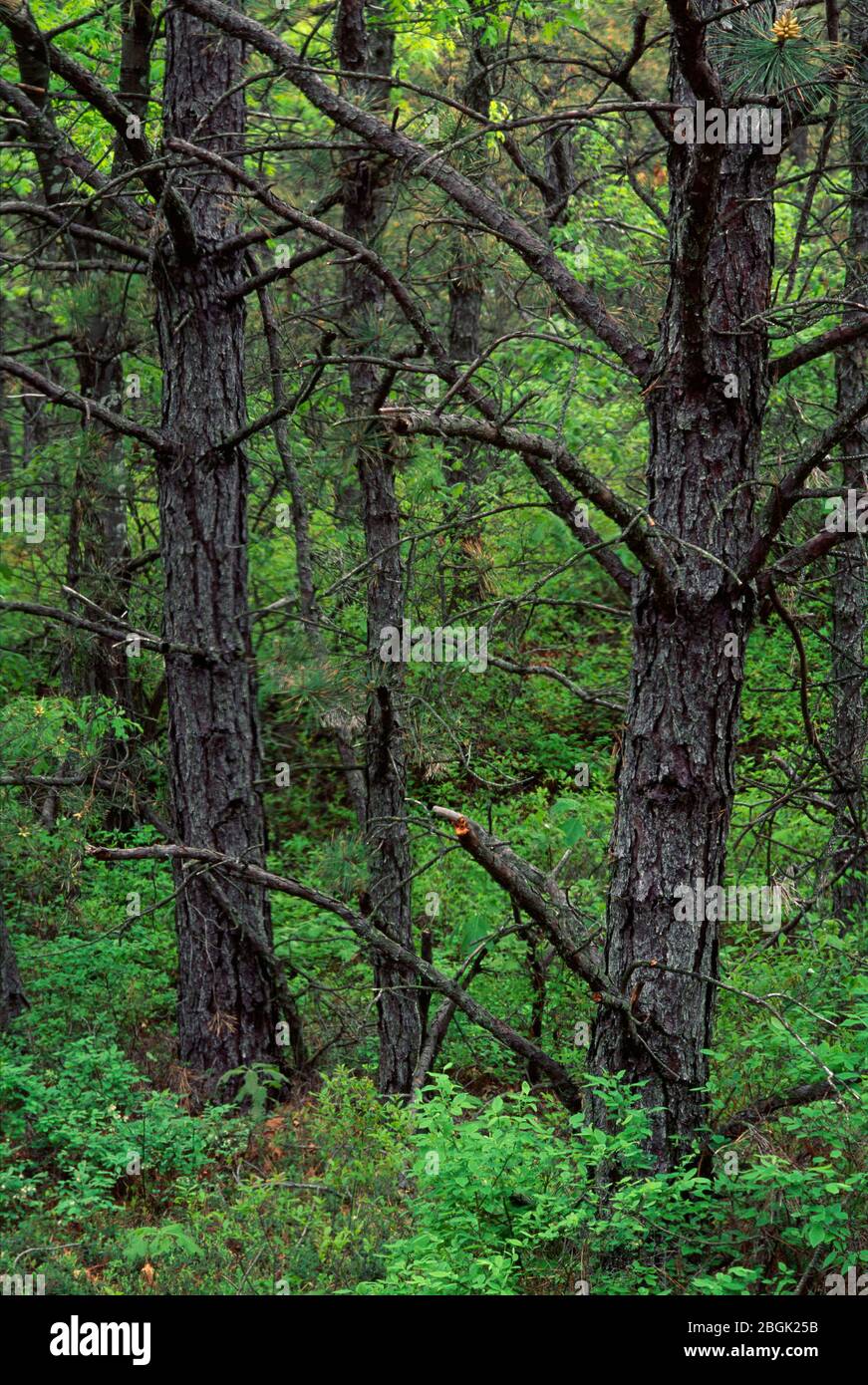 Pine barrens hires stock photography and images Alamy